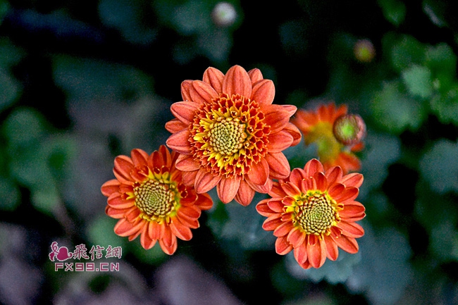 2024年两岸（厦门）艺术节启幕